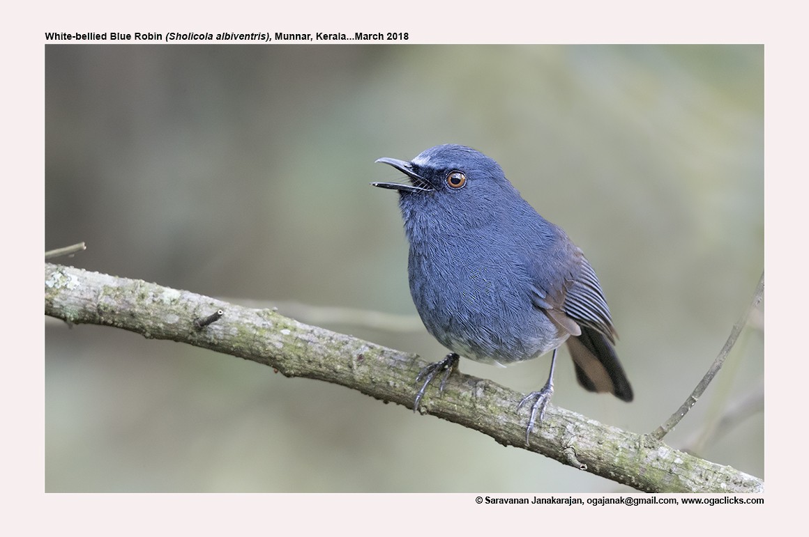 White-bellied Sholakili - ML617164891