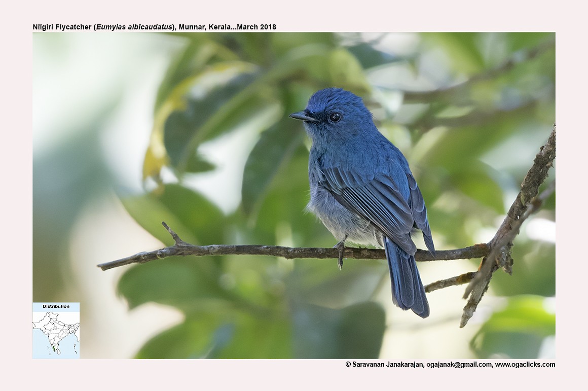 Nilgiri Flycatcher - Saravanan Janakarajan