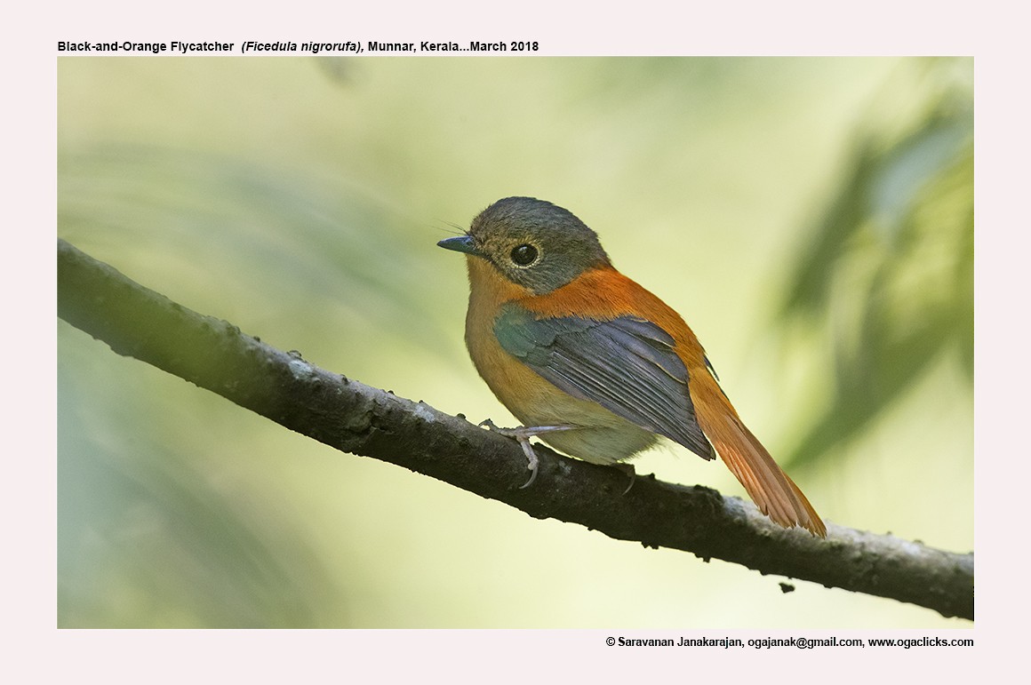 Black-and-orange Flycatcher - Saravanan Janakarajan