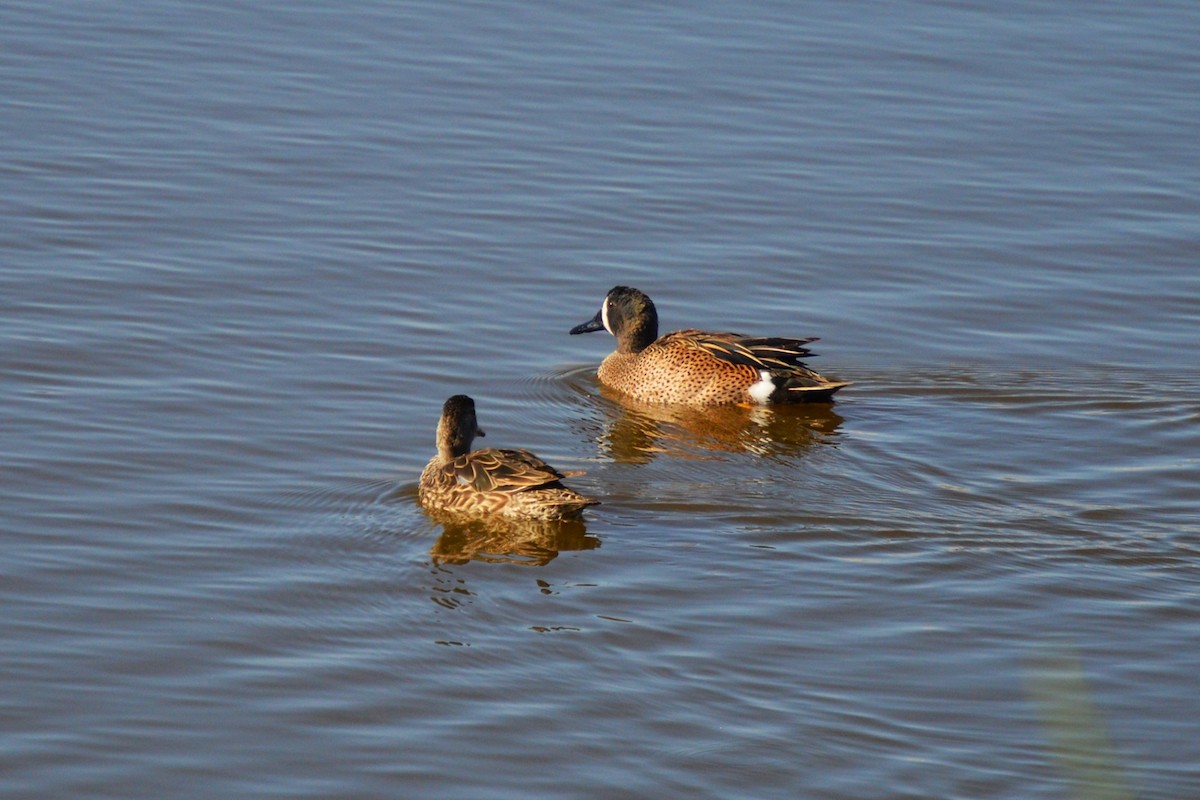 Blue-winged Teal - Jean-Francois Pratt