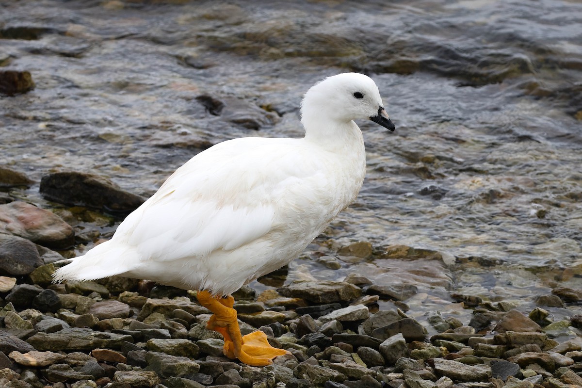 Kelp Goose - Skip Russell