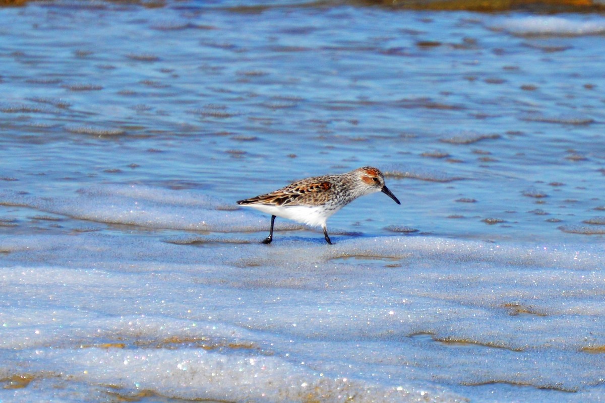 Western Sandpiper - Jean-Francois Pratt