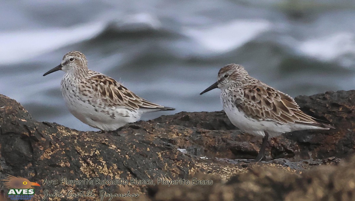 Calidris, unbestimmt - ML617164912