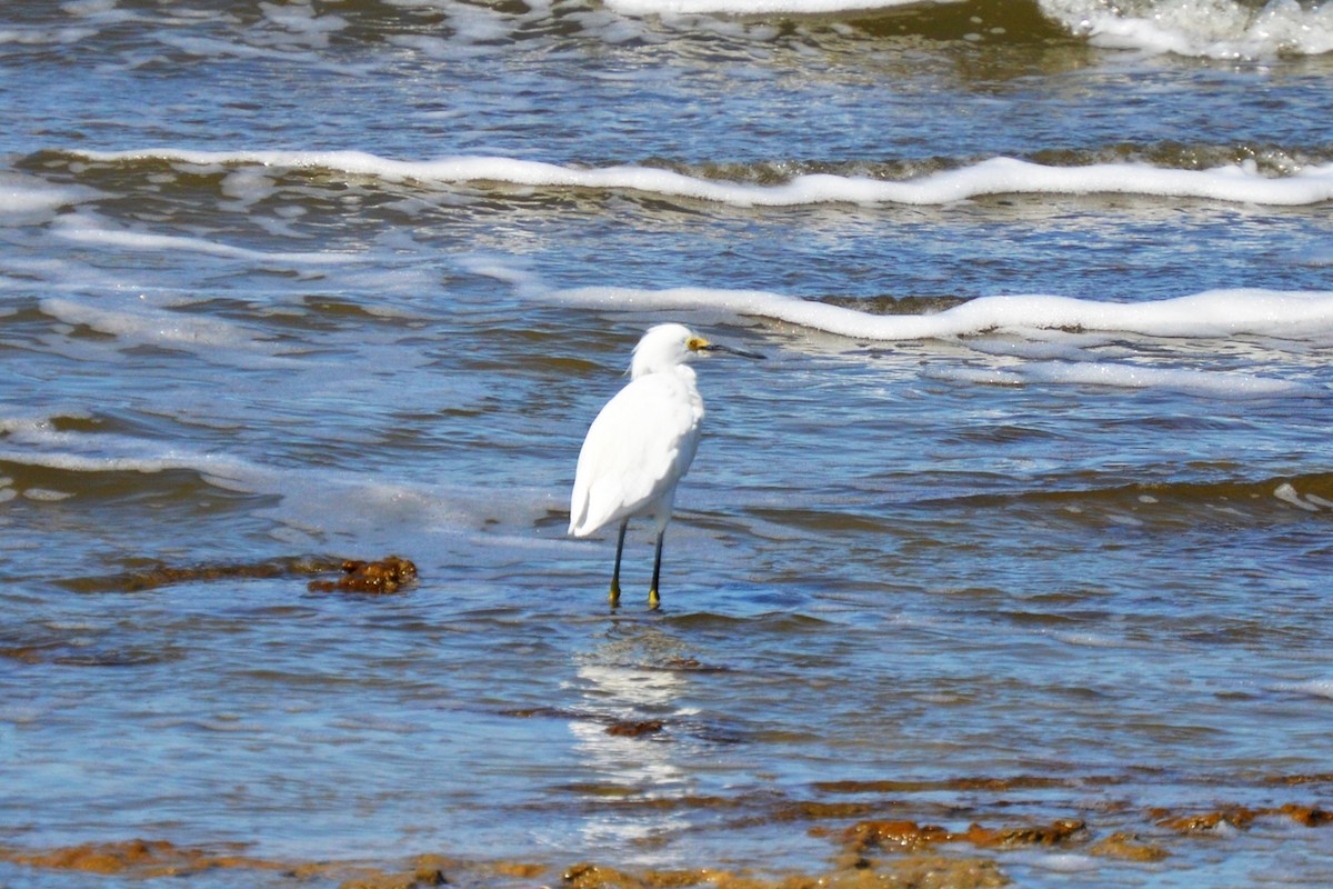 Snowy Egret - ML617164924