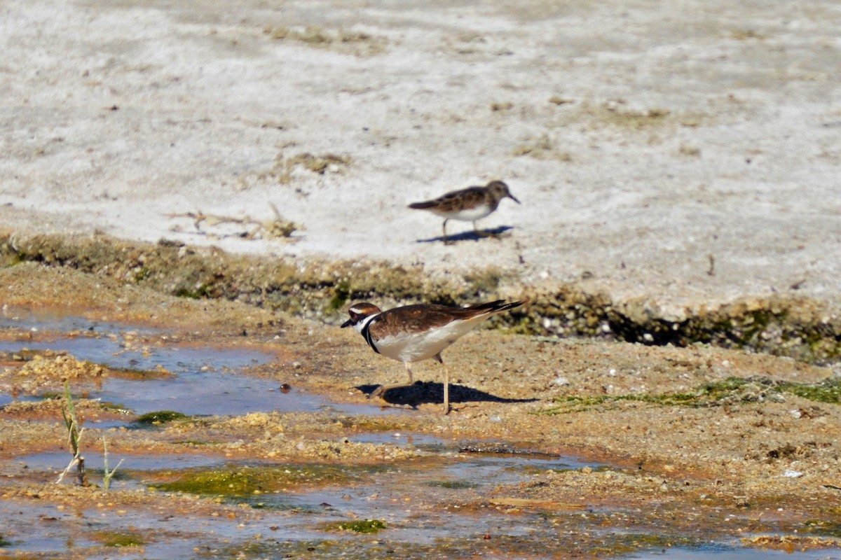 Killdeer - Jean-Francois Pratt