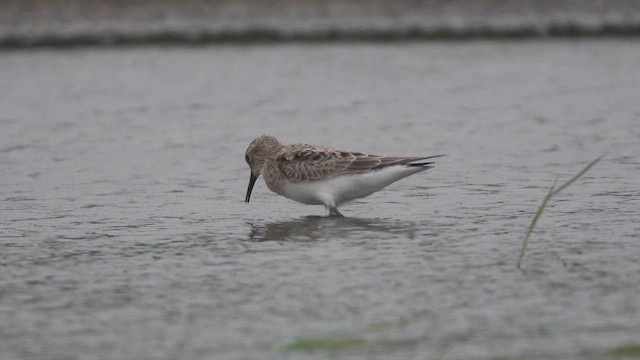 Baird's Sandpiper - ML617164947