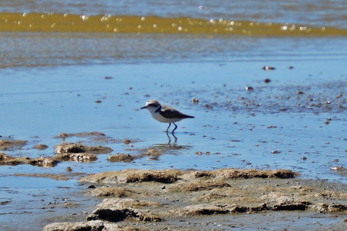 Snowy Plover - Jean-Francois Pratt