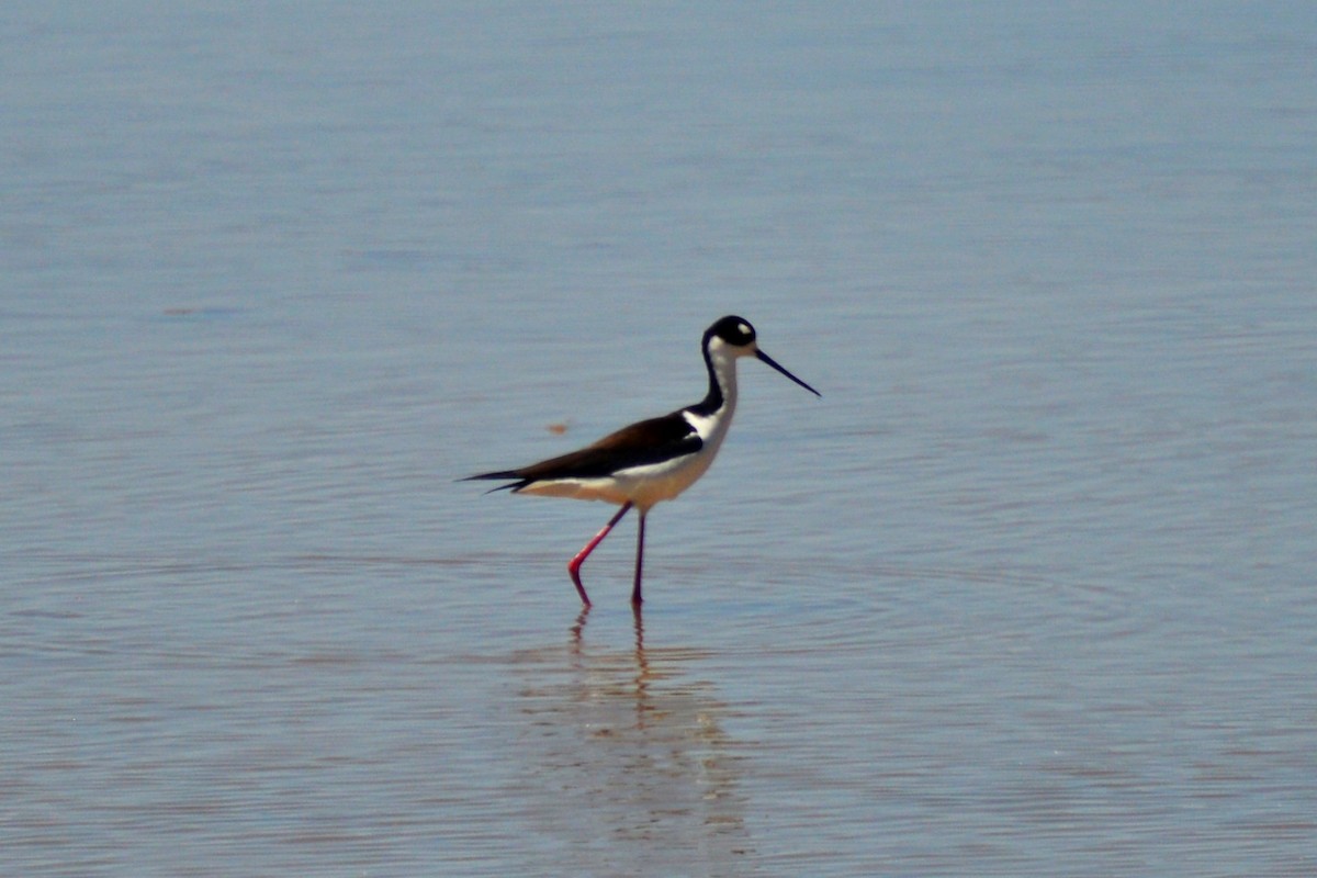 Avocette d'Amérique - ML617164952