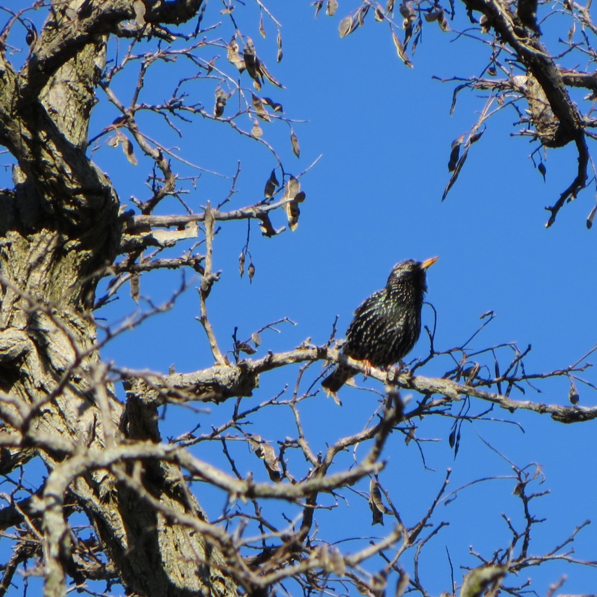 European Starling - Sandy Oglesby