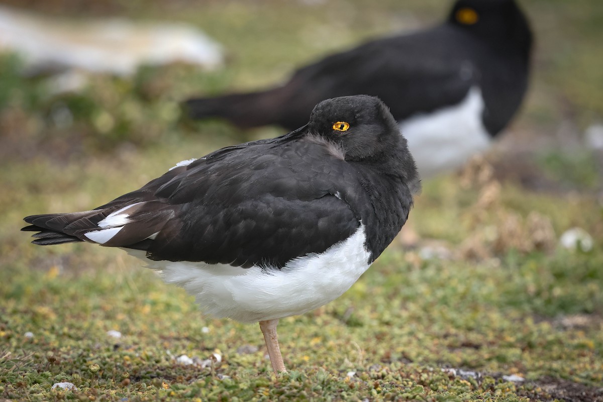 Magellanic Oystercatcher - Skip Russell