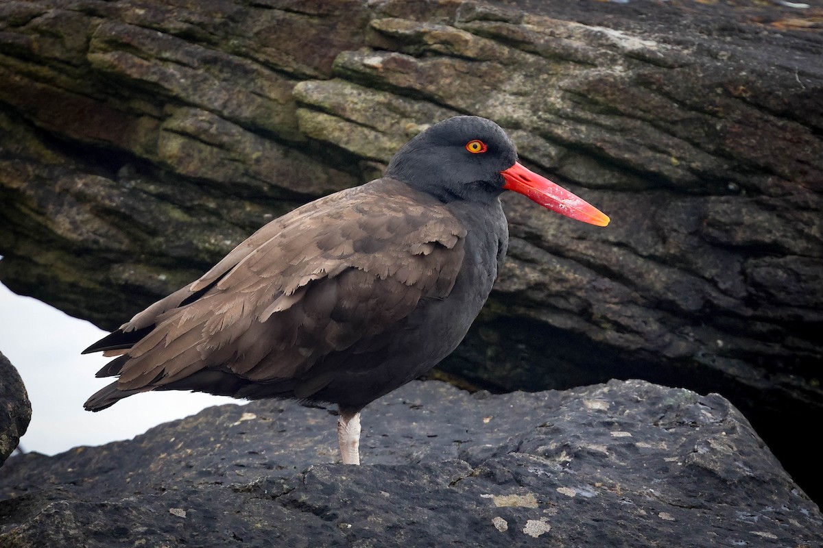 Blackish Oystercatcher - Skip Russell