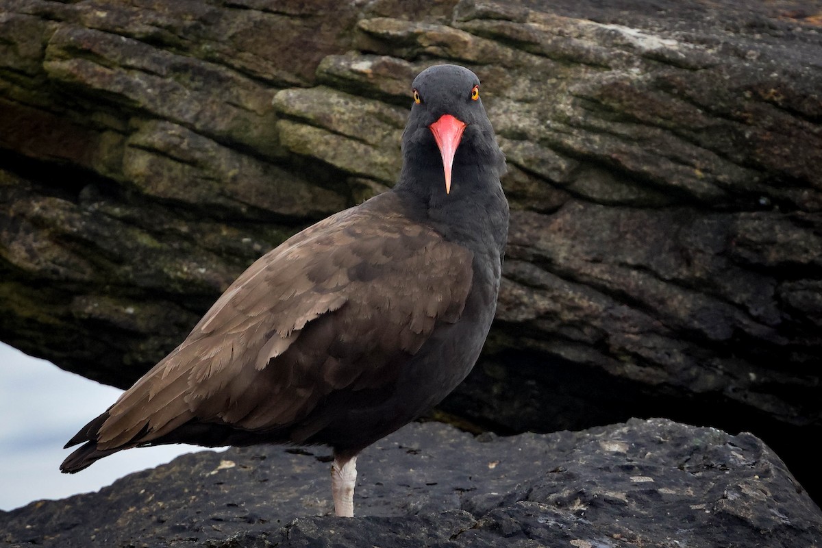 Blackish Oystercatcher - Skip Russell