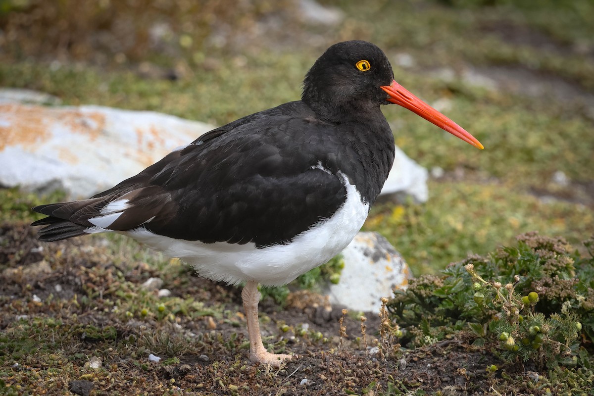 Magellanic Oystercatcher - Skip Russell