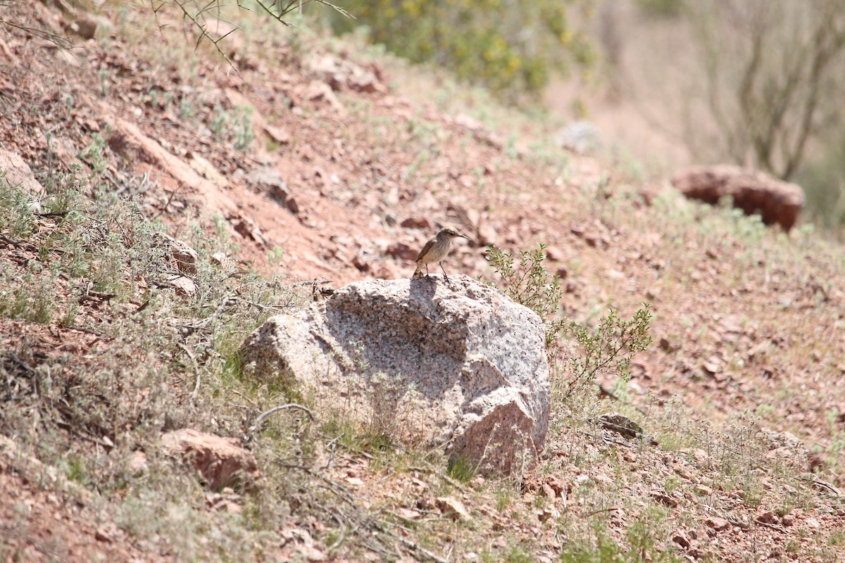 Rock Wren - ML617165054