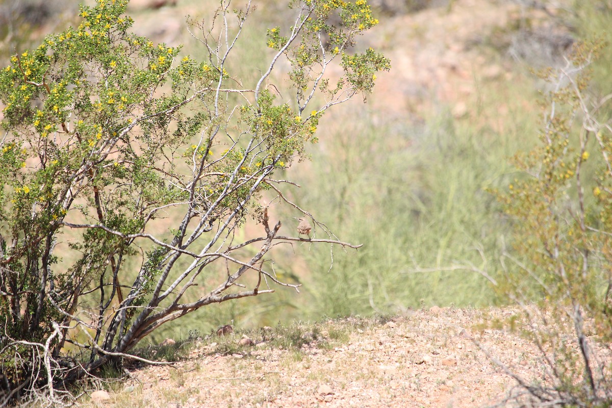 Rock Wren - ML617165057