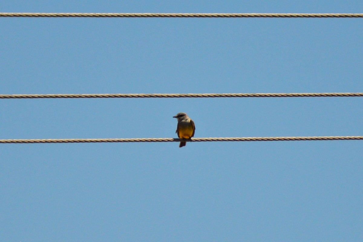 Western Kingbird - ML617165087