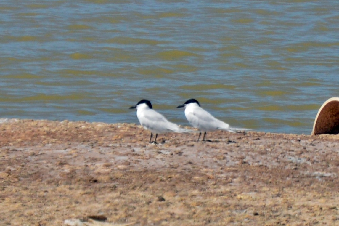 Gull-billed Tern - ML617165092