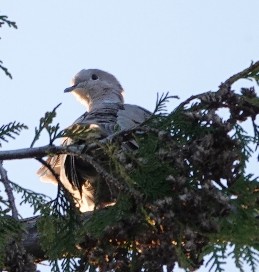 Eurasian Collared-Dove - franci Holtslander