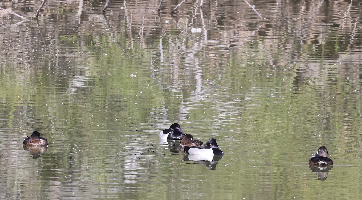 Ring-necked Duck - ML617165185