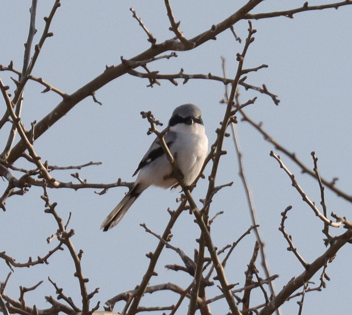 Loggerhead Shrike - ML617165202