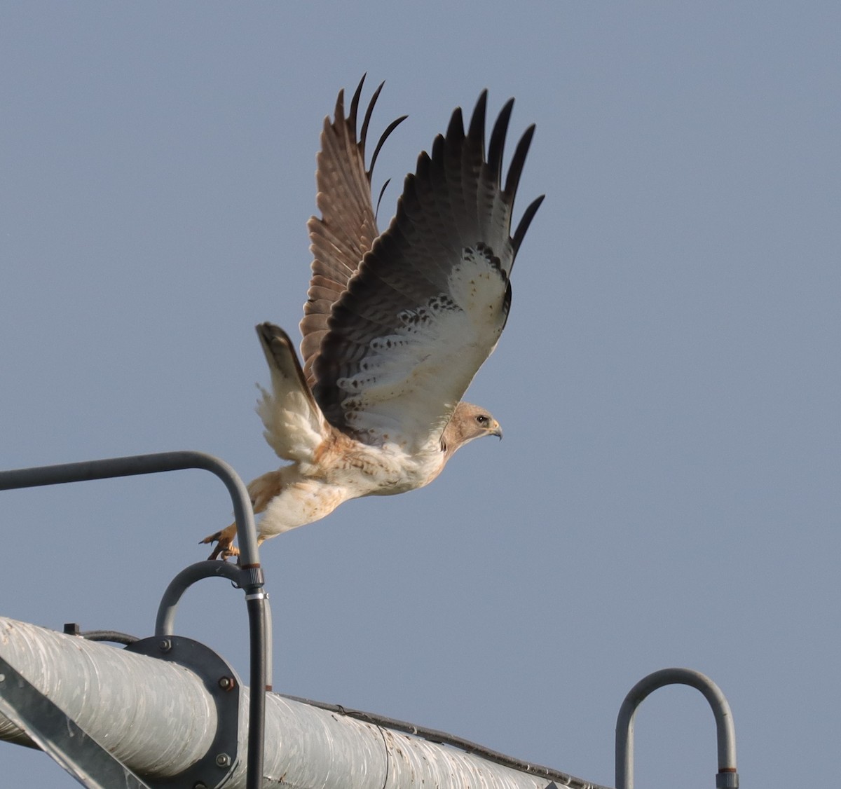 Swainson's Hawk - ML617165220