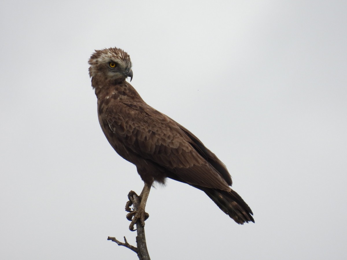 Brown Snake-Eagle - ML617165235