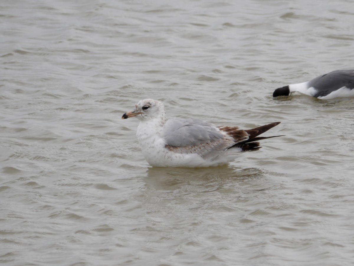 Ring-billed Gull - ML617165241