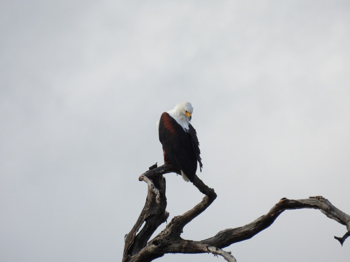 African Fish-Eagle - ML617165264