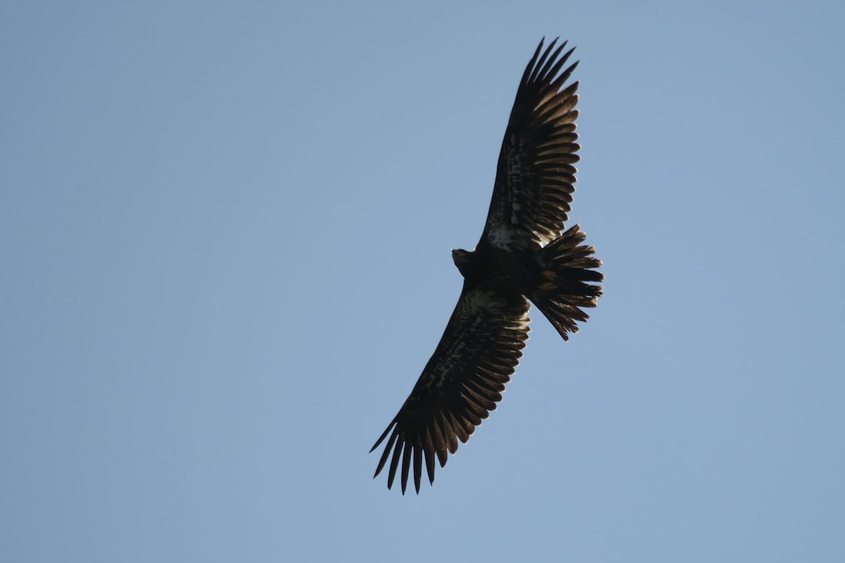 Bald Eagle - ML617165271