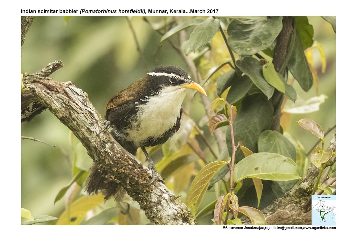 Indian Scimitar-Babbler - ML617165283