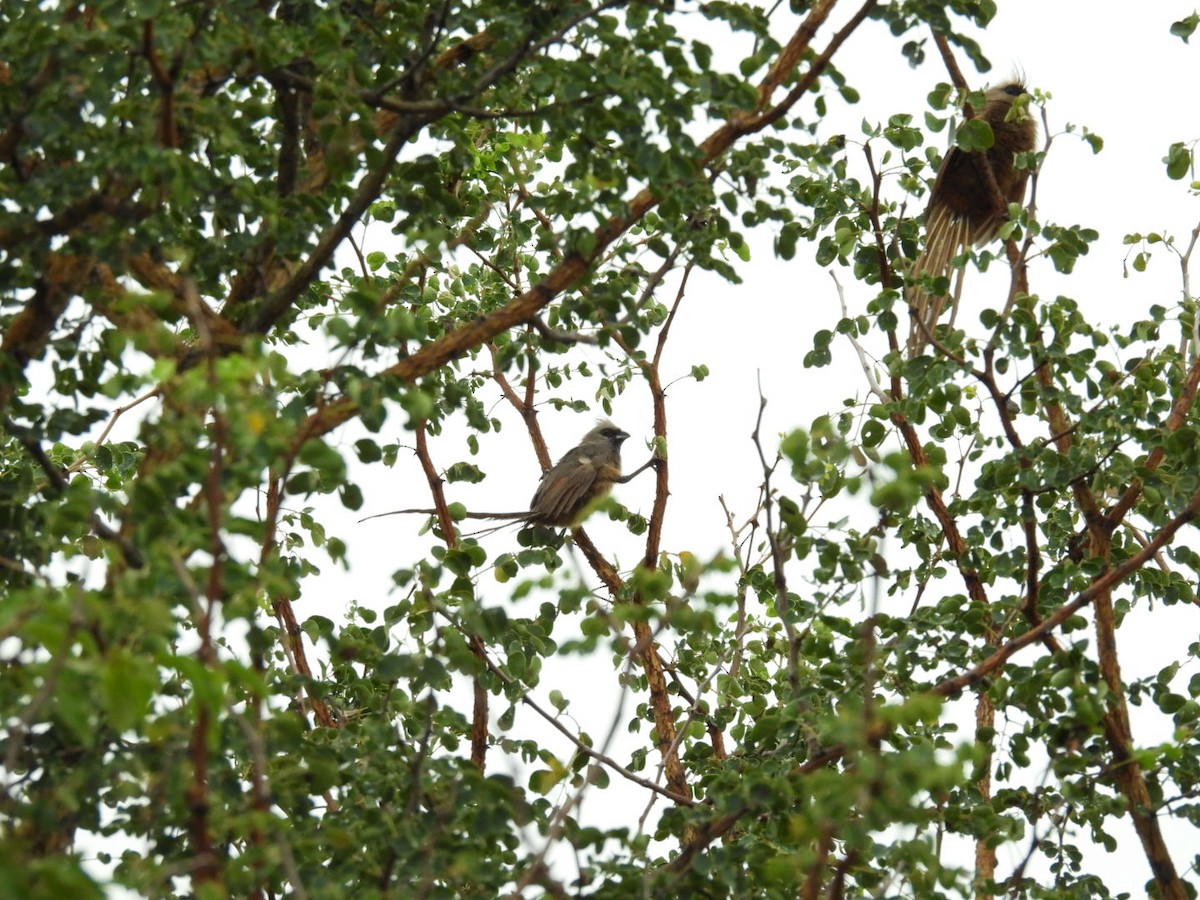 Speckled Mousebird - ML617165288