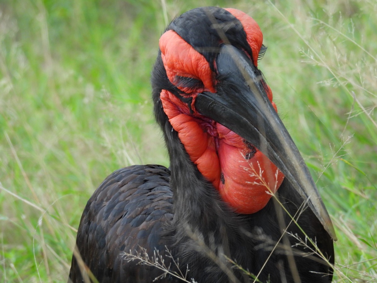 Southern Ground-Hornbill - ML617165306