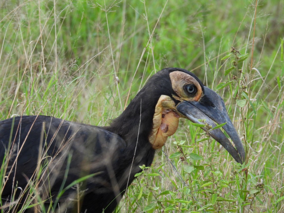 Southern Ground-Hornbill - ML617165307