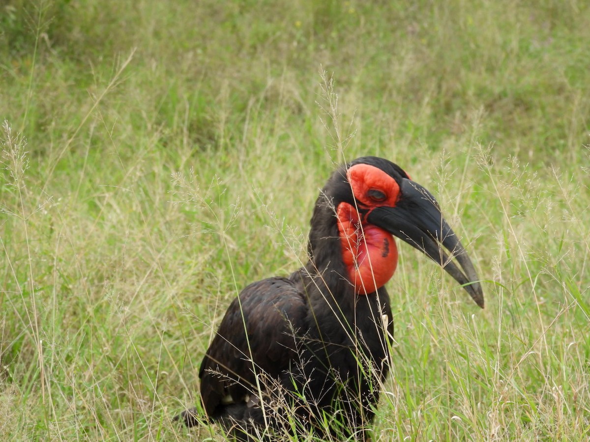 Southern Ground-Hornbill - ML617165308