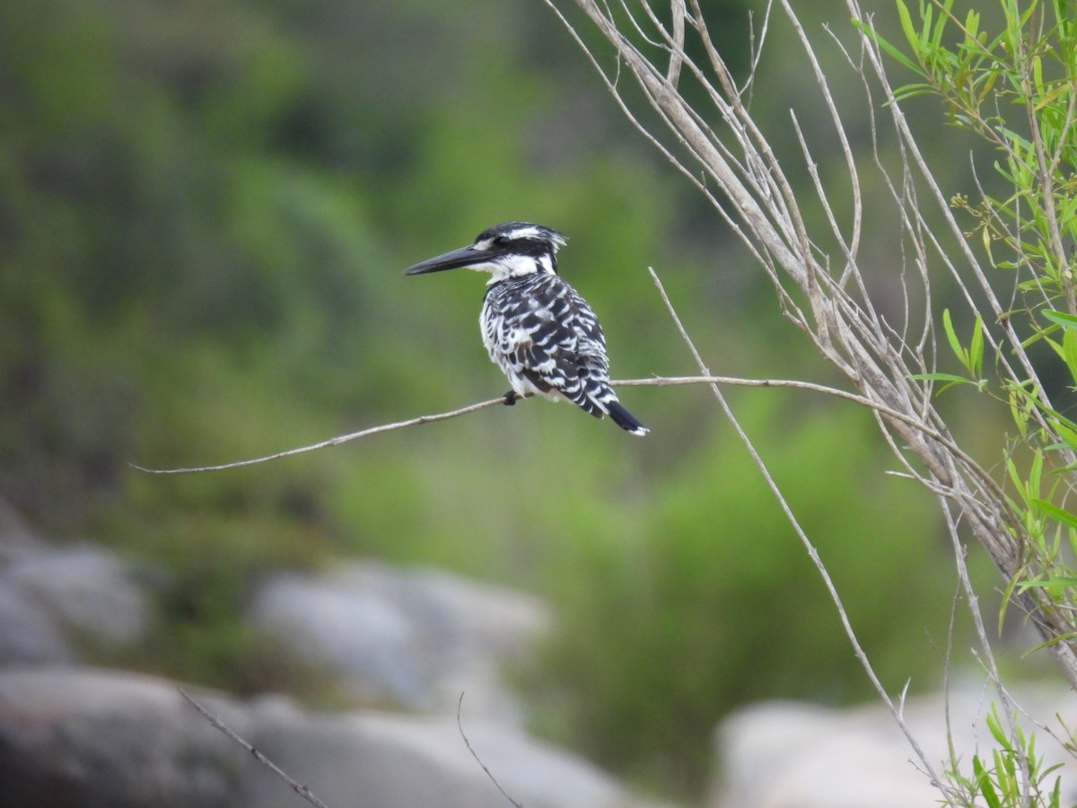 Pied Kingfisher - ML617165324