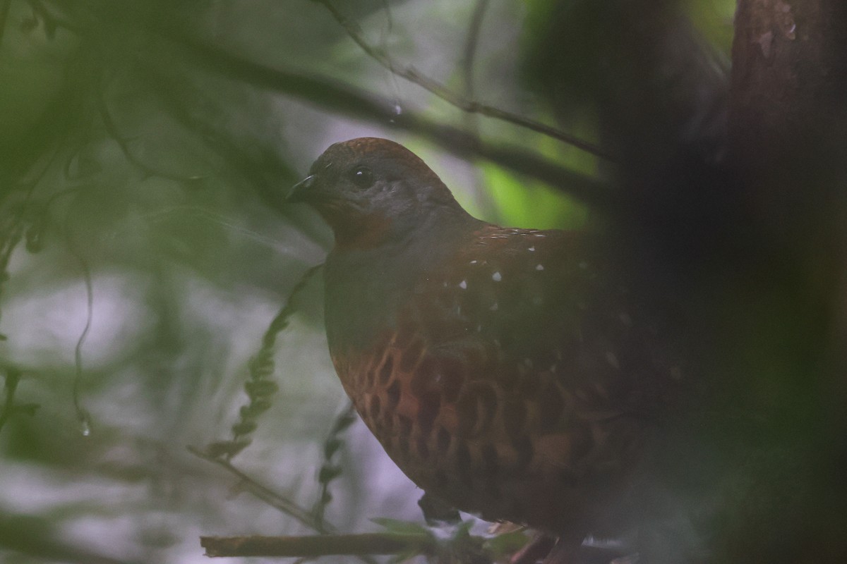 Taiwan Bamboo-Partridge - Ryota YOKOYAMA