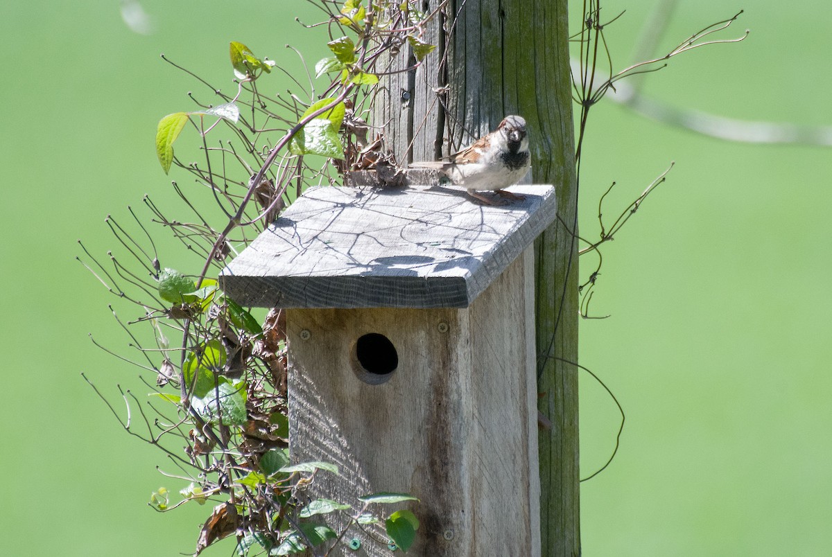 House Sparrow - Dennis Endicott