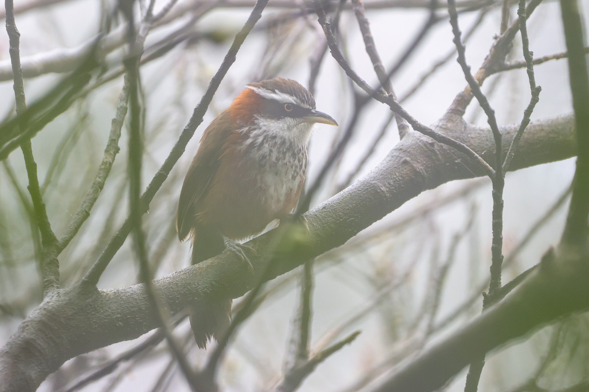 Taiwan Scimitar-Babbler - Ryota YOKOYAMA