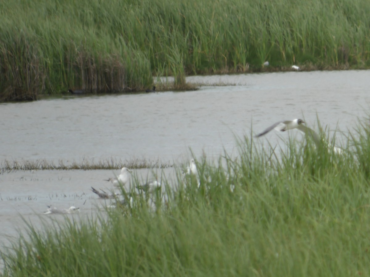 Ring-billed Gull - ML617165361