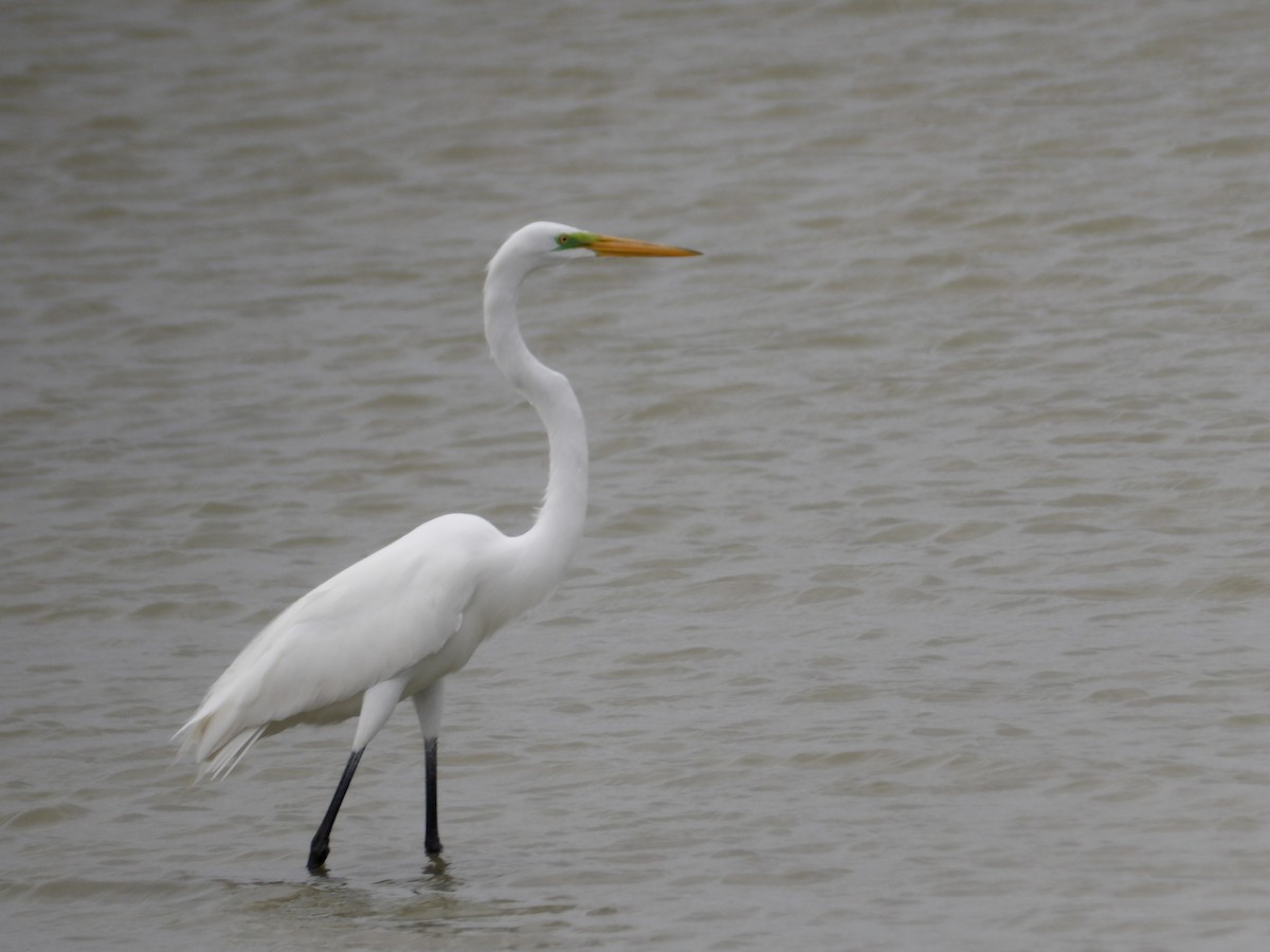 Great Egret - ML617165368