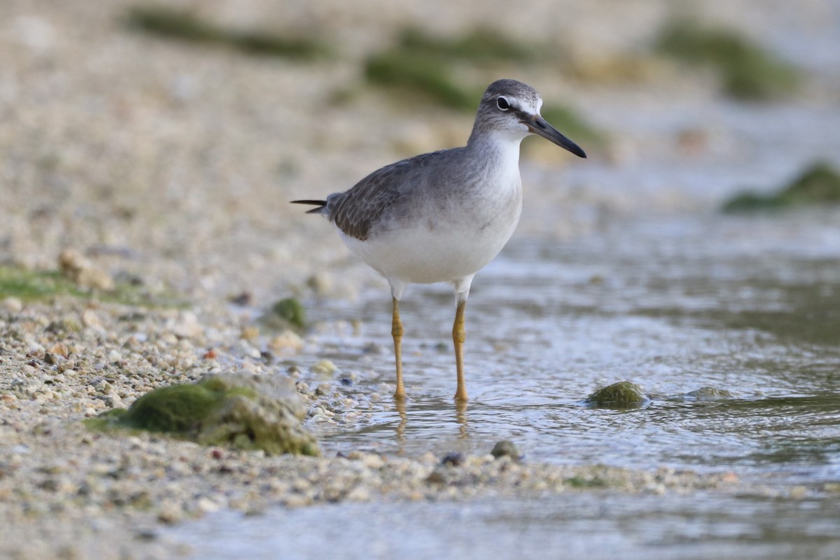 Gray-tailed Tattler - Martin Kastner