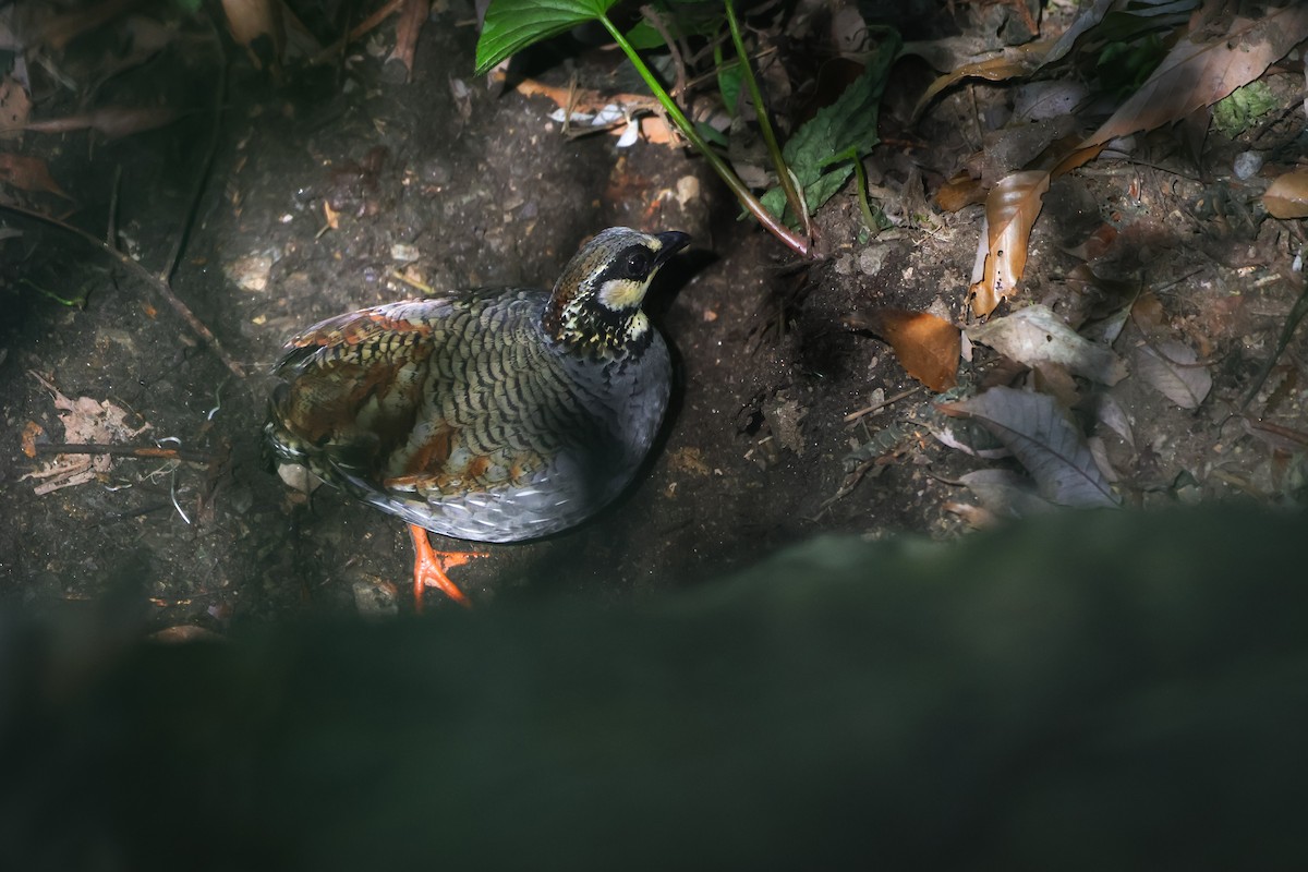 Taiwan Partridge - Ryota YOKOYAMA