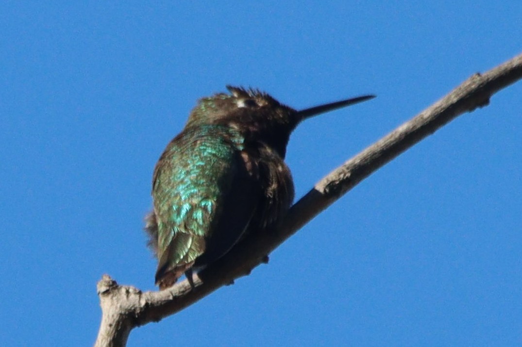 Anna's Hummingbird - ML617165441