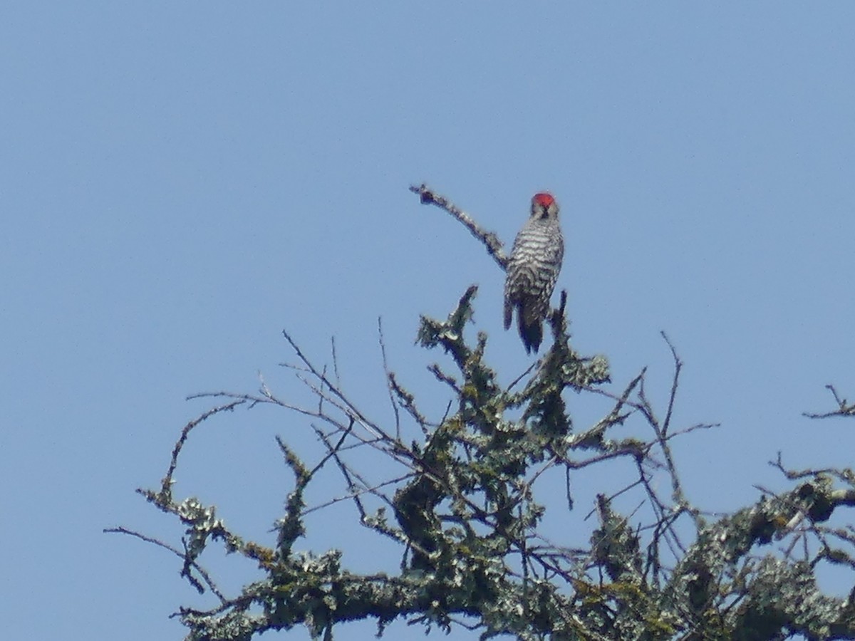 Ladder-backed Woodpecker - ML617165446