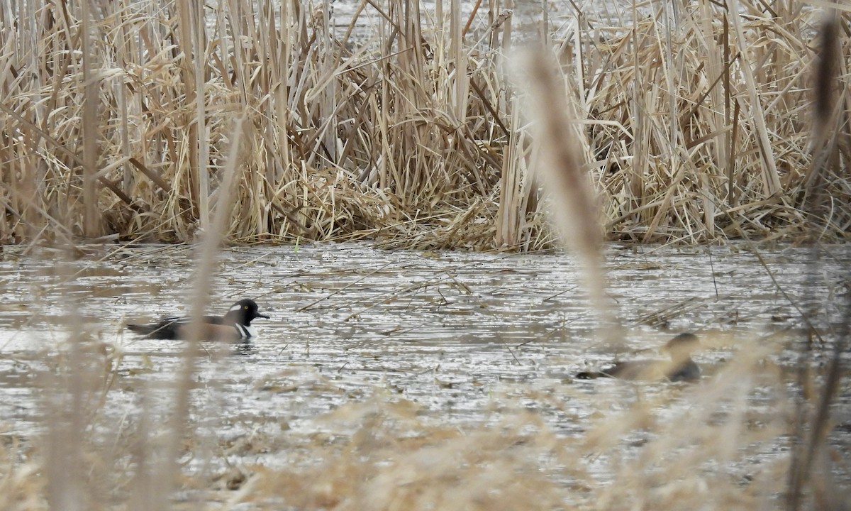 Hooded Merganser - ML617165450