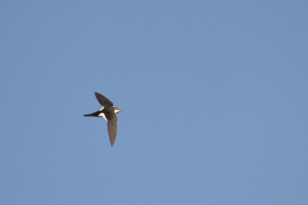 White-throated Swift - ML617165468