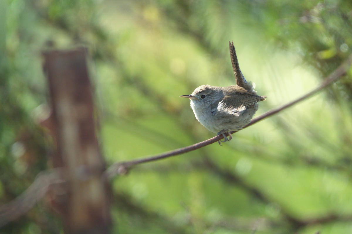 House Wren - ML617165494