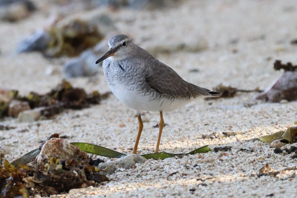 Gray-tailed Tattler - ML617165500