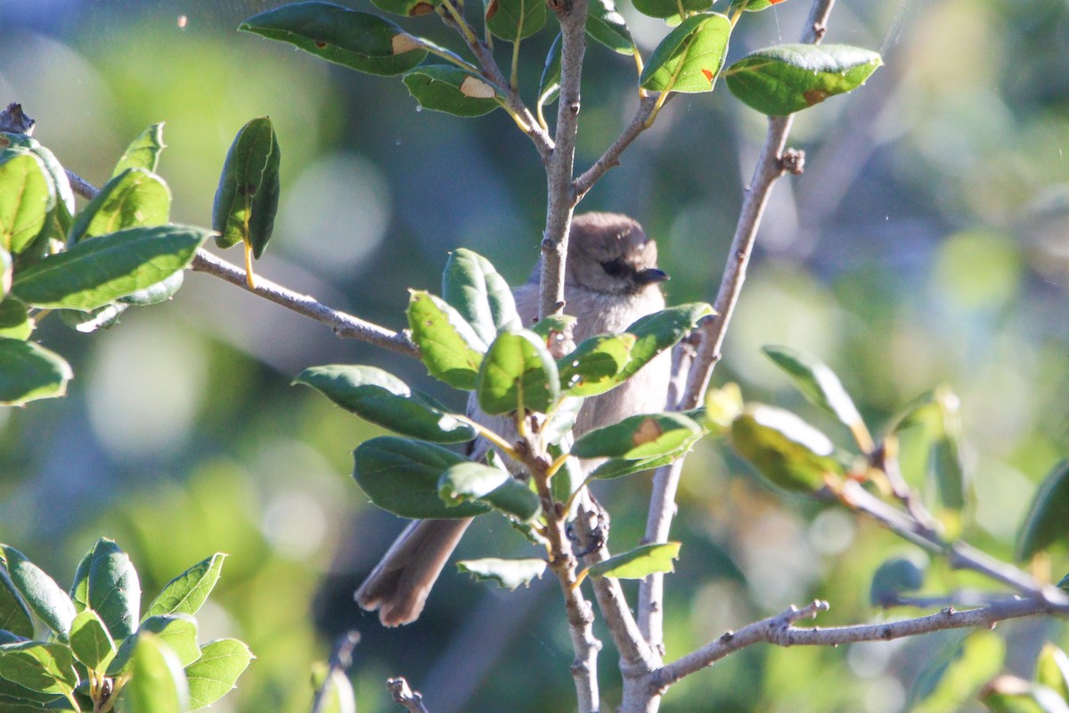 Bushtit - Russell Campbell