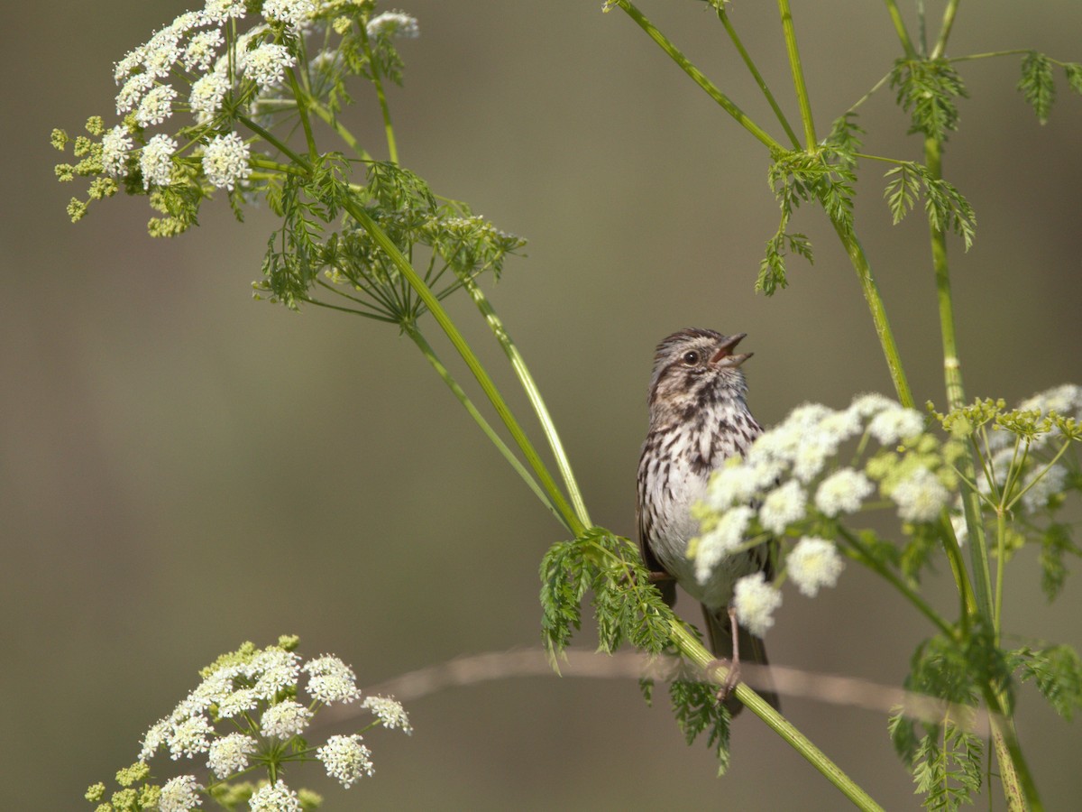 Song Sparrow - ML617165504